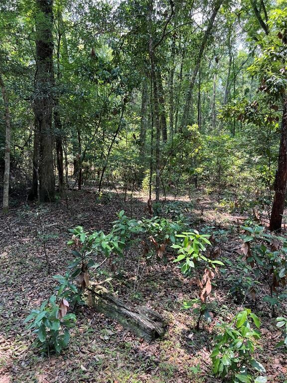 XX NE 125th Ln, Branford, FL 32008 - photo 2