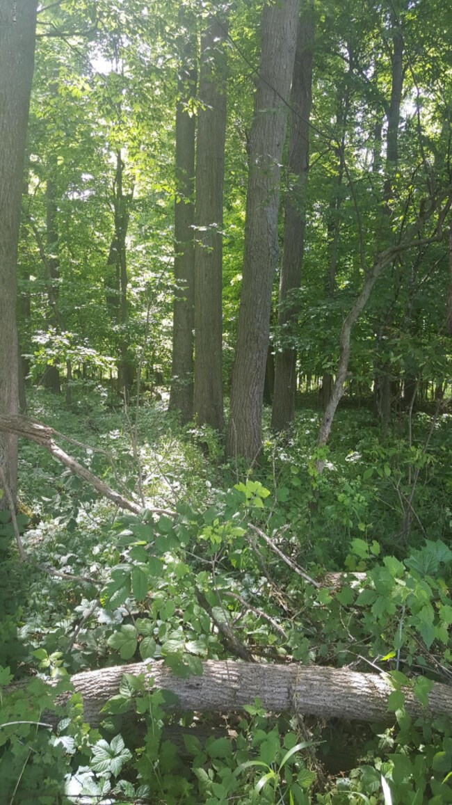 woods