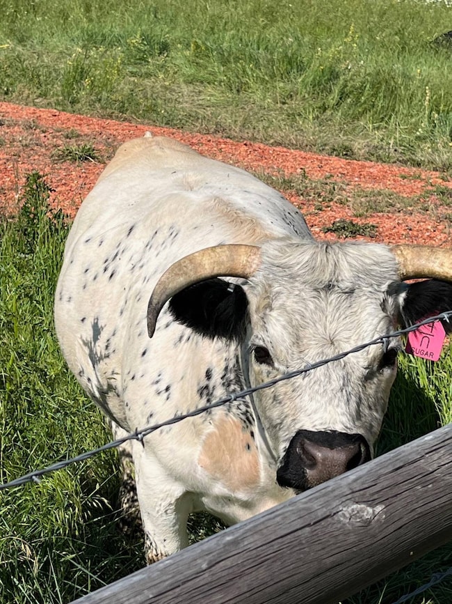 Tract 10 Painted Hills Dr unit 10, Sheridan, WY 82801 - photo 3