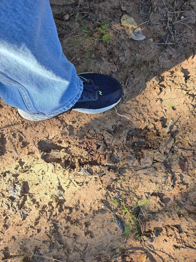 Pooley - deer tracks