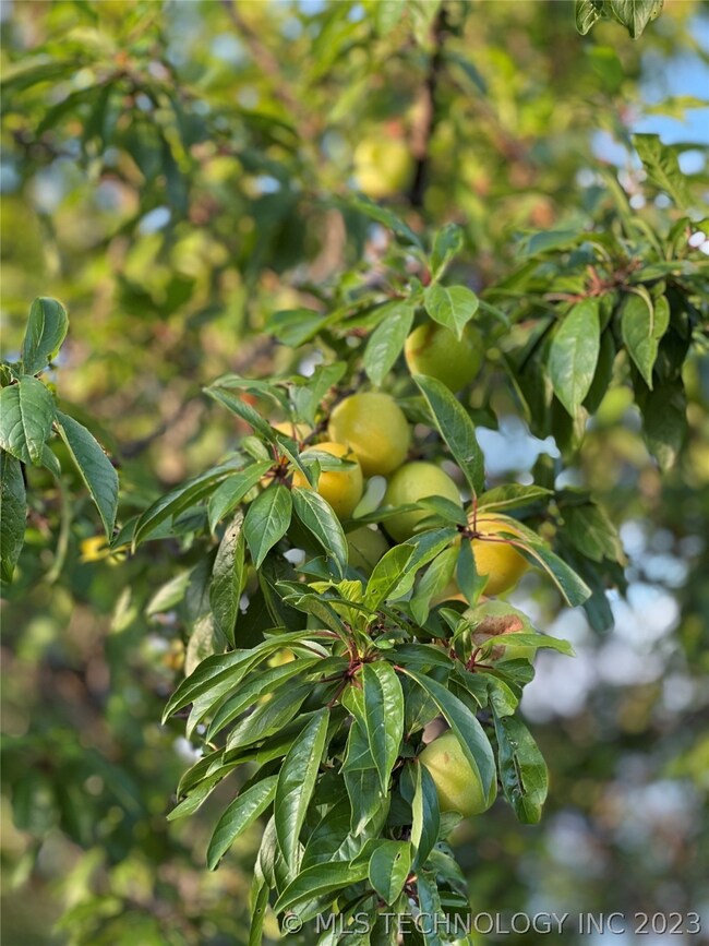 Fruit tree