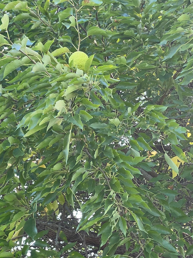 3521 Shady Ln, Lanark, IL 61046 - photo 3