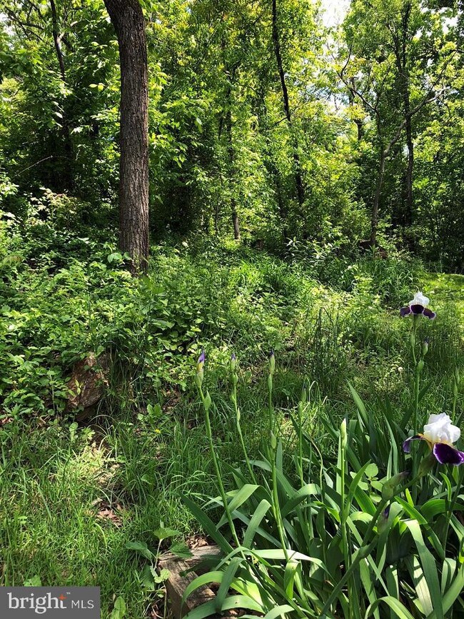 156 Sherwood Ln, Winchester, VA 22603 - photo 4