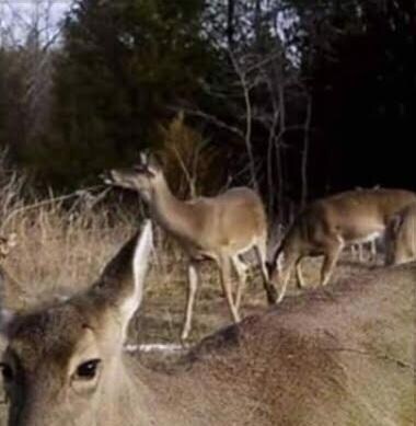 Deer  73 ac. #2