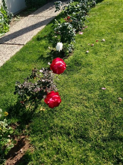 5613 W Carol Ave, Glendale, AZ 85302 - photo 5