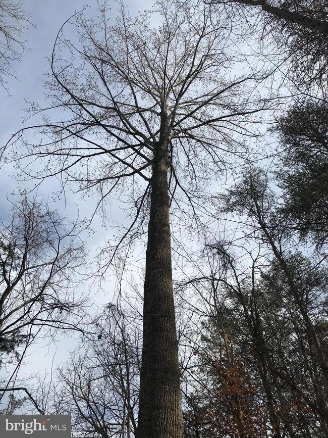 LOT 32A Orange Springs Rd, Unionville, VA 22567 - photo 6