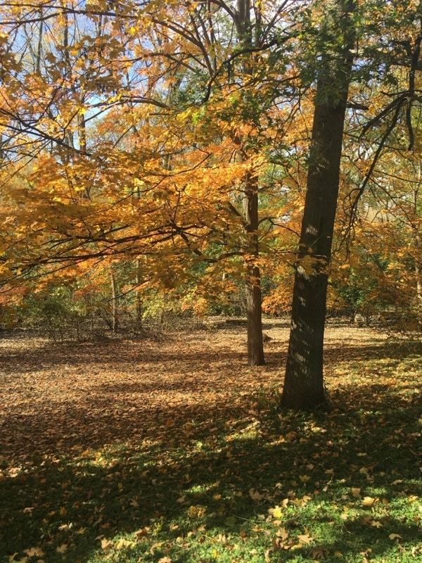 65 Lincolnshire Dr, Lincolnshire, IL 60069 - photo 4