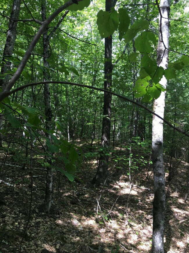 hardwood forest