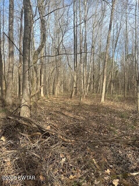 woods3