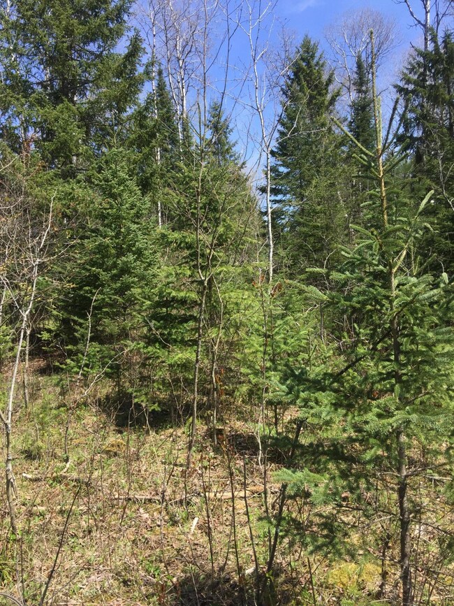 Wooded areas