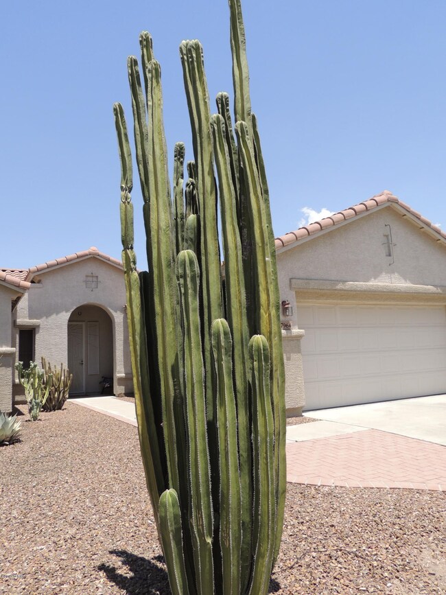 Beautiful cactus