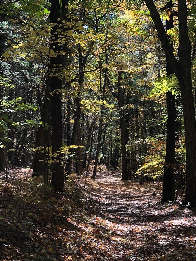 111 Gib Lockerby Rd, Grafton, VT 05146 - photo 6