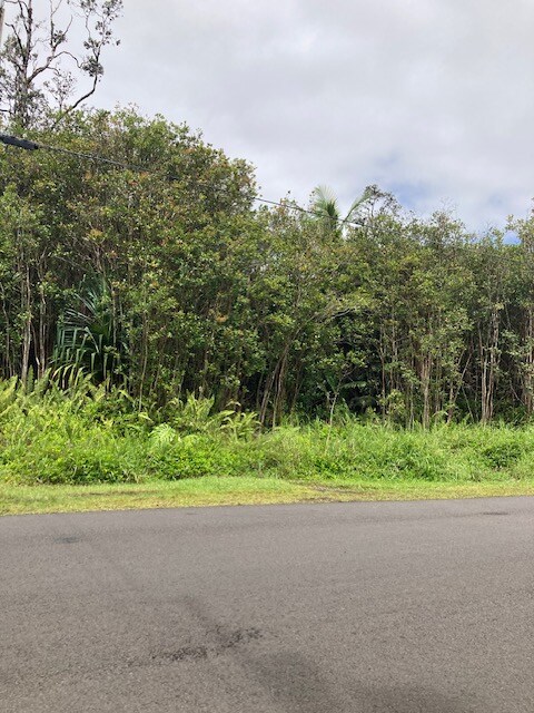 Lots of trees - thick vegetation