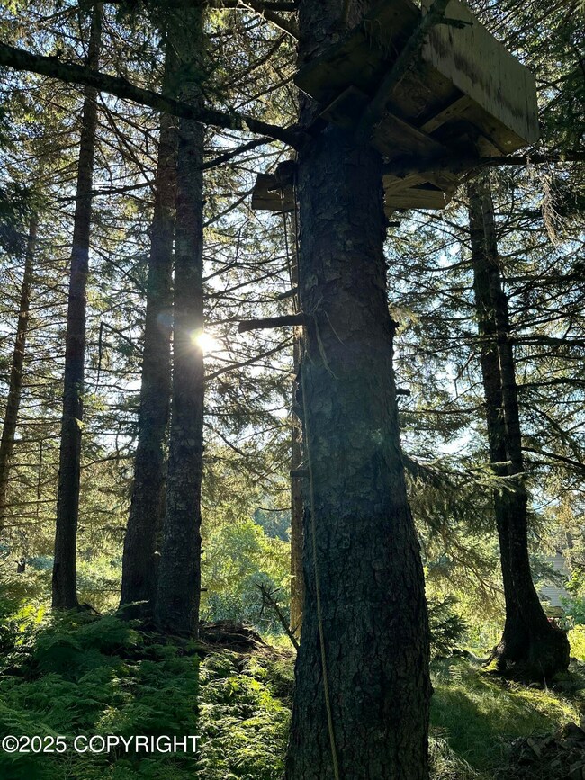 Woods on Lot 5
