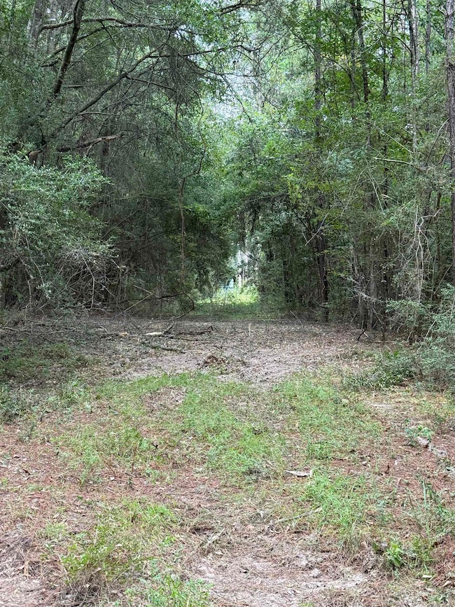 2905 County Road 441, Magnolia Springs, TX 75956 - photo 6