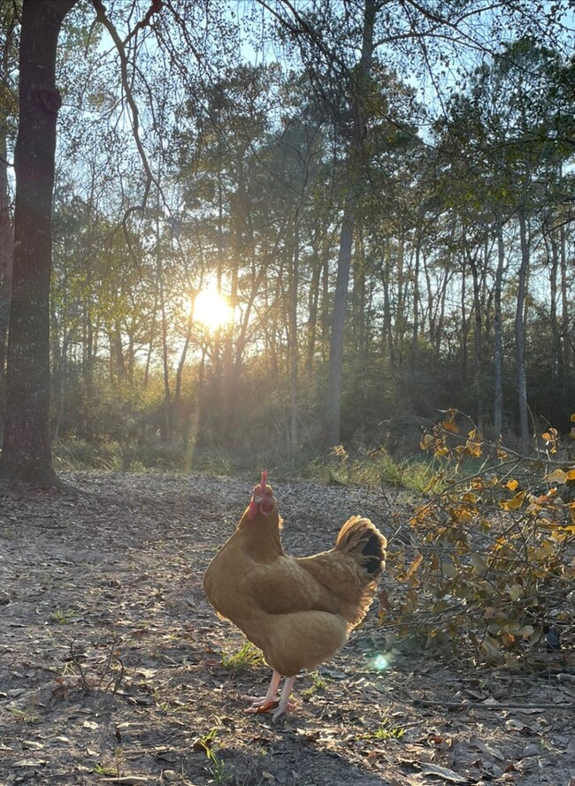 0 Seneca Trail, Magnolia, TX 77354 - photo 6