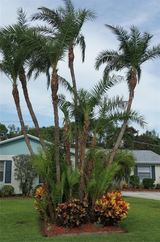 Beautiful example of 9+ Phoenix Reclinata Palms an