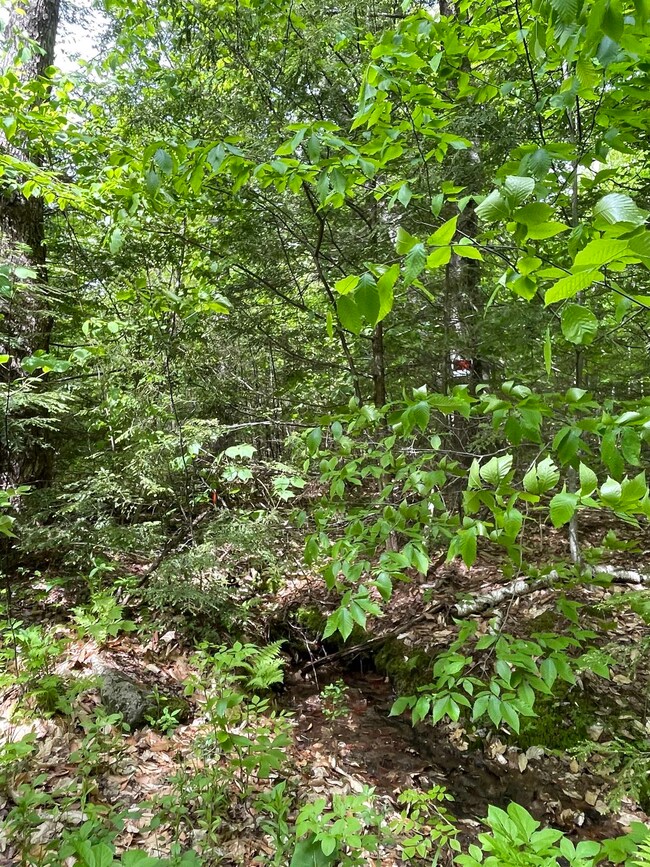 Lot 1 Old Roxbury, Meredith, NH 03253 - photo 4