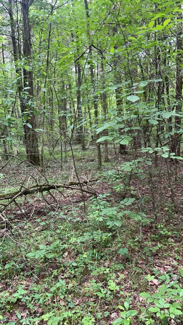 0 Milltown Rd unit RTC2656813, Lewisburg, TN 37091 - photo 4