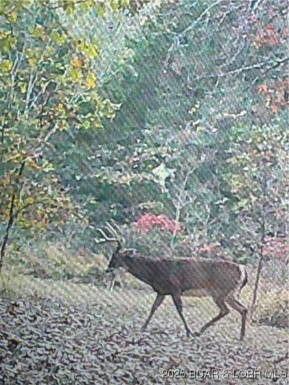 0 Tbd Quail Run, Preston, MO 65732 - photo 4