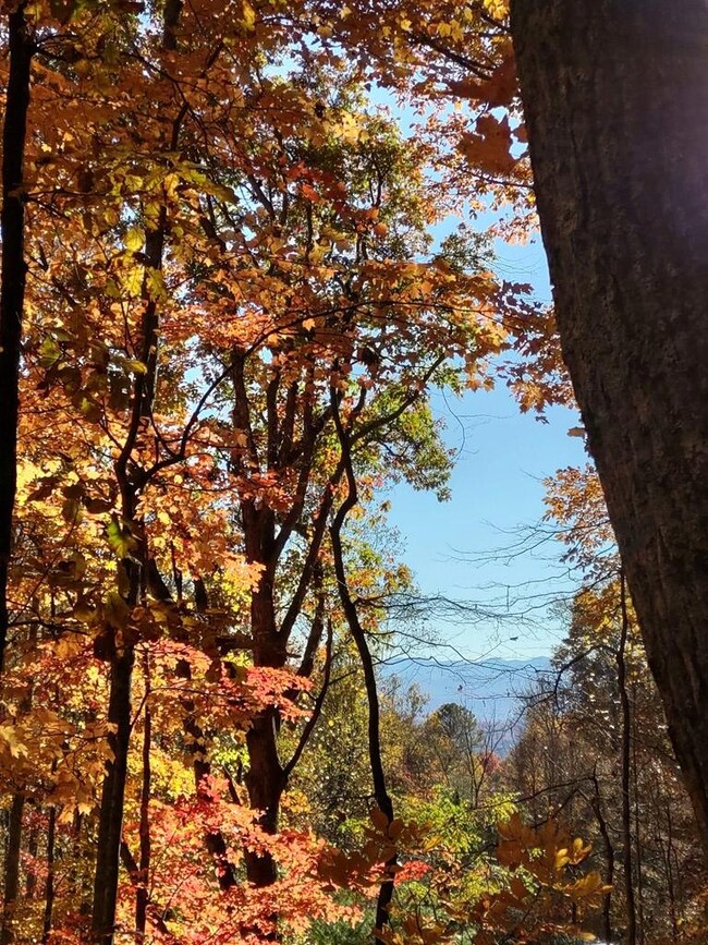 Fall View