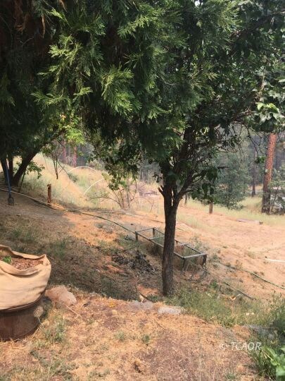 Fruit trees