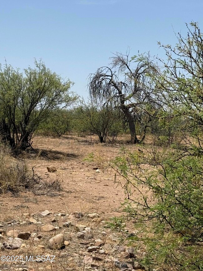 mature trees