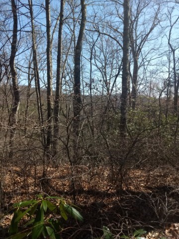 Potential short range views with tree removal