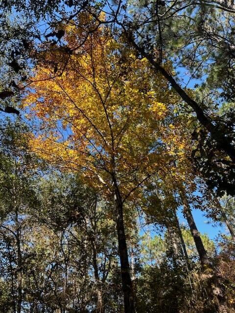Willow Canopy 1