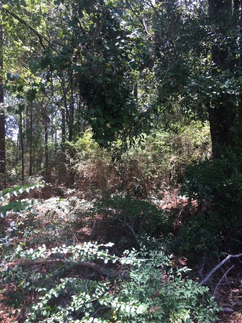 Lots 6/7 E Drive Paradise Cir, Donalsonville, GA 39845 - photo 3