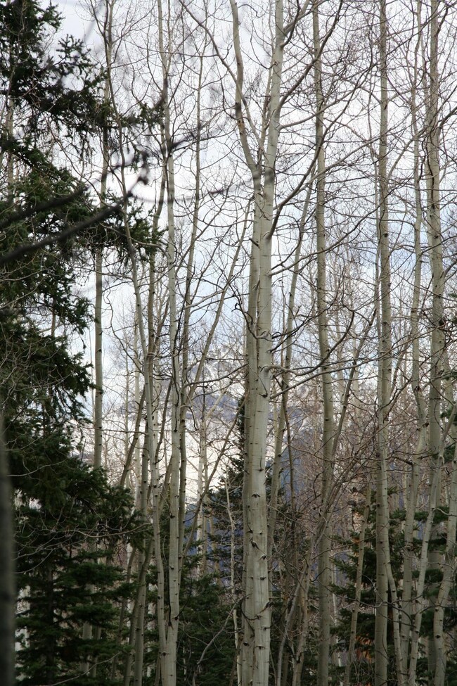 IMG_5518