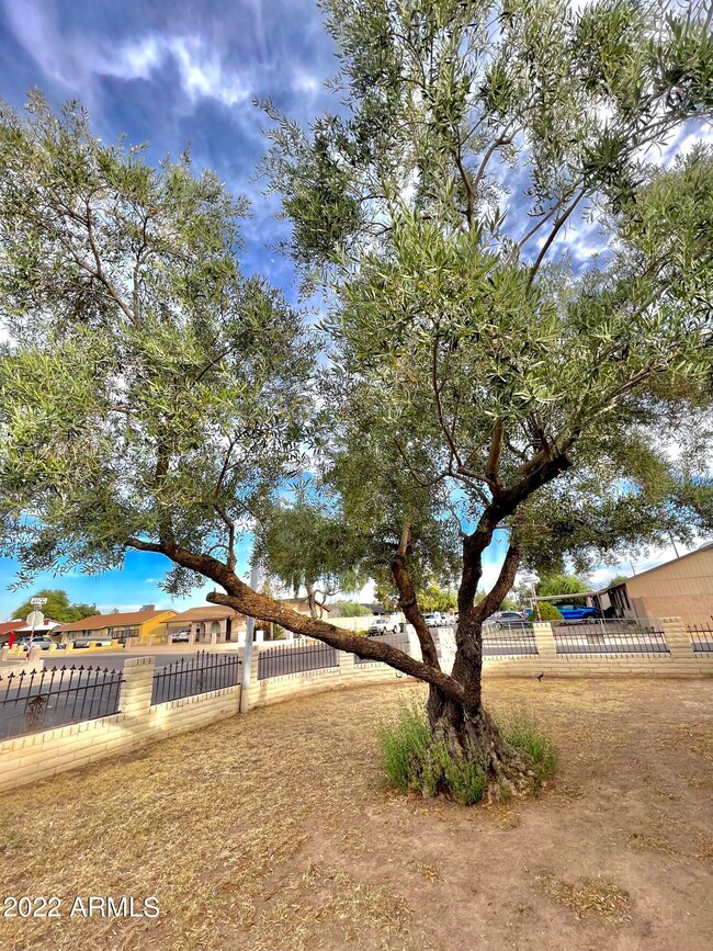 Front Yard