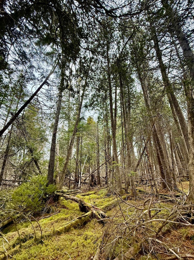 L1 Lively Brook Acres, Whiting, ME 04691 - photo 7