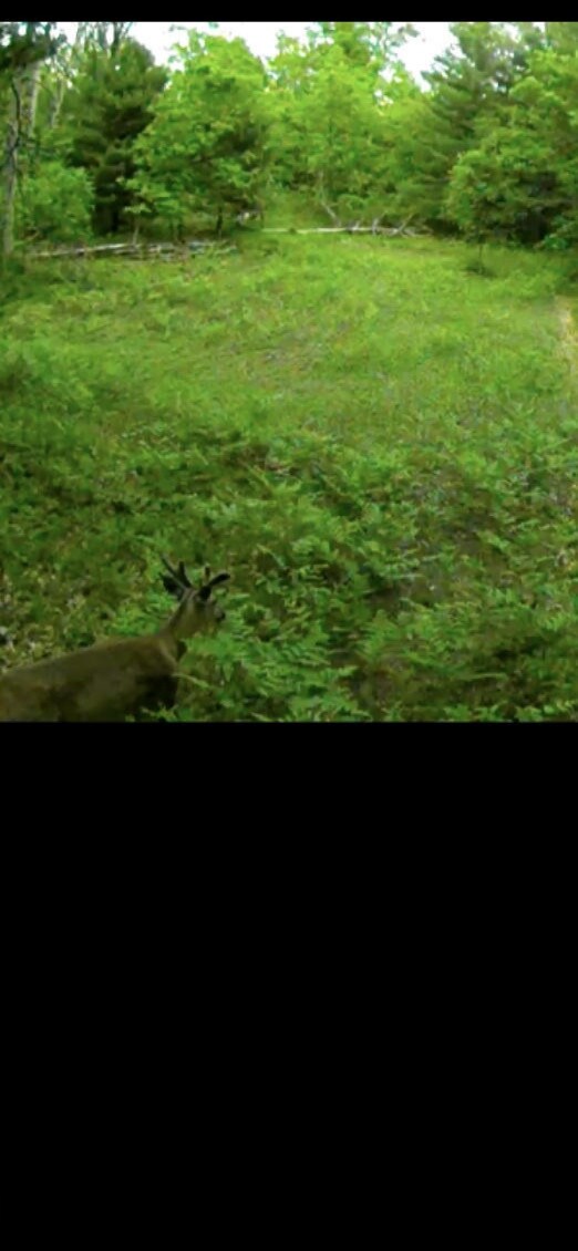 June Deer