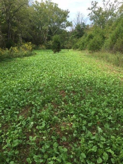 2853 Talmage Mayo Rd, Salvisa, KY 40372 - photo 6