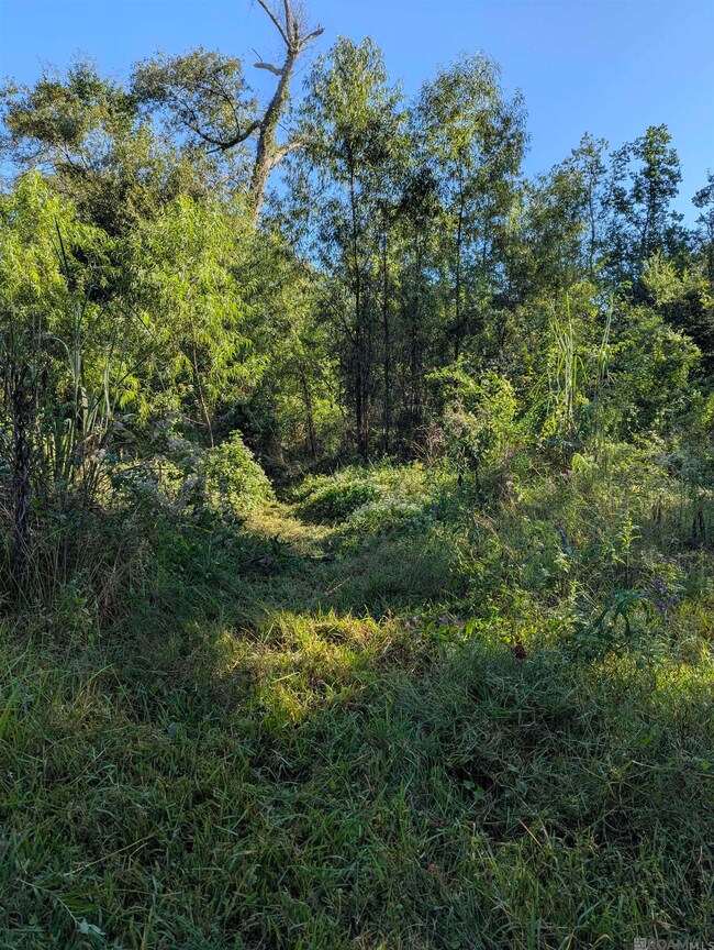 23154 Joe May Rd, Denham Springs, LA 70726 - photo 3