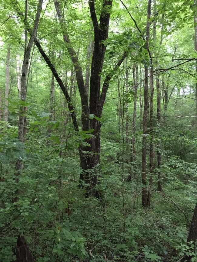 4182 Mildred Rd, Tyner, KY 40486 - photo 3