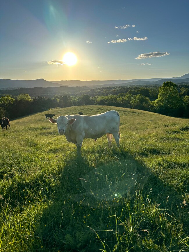moo