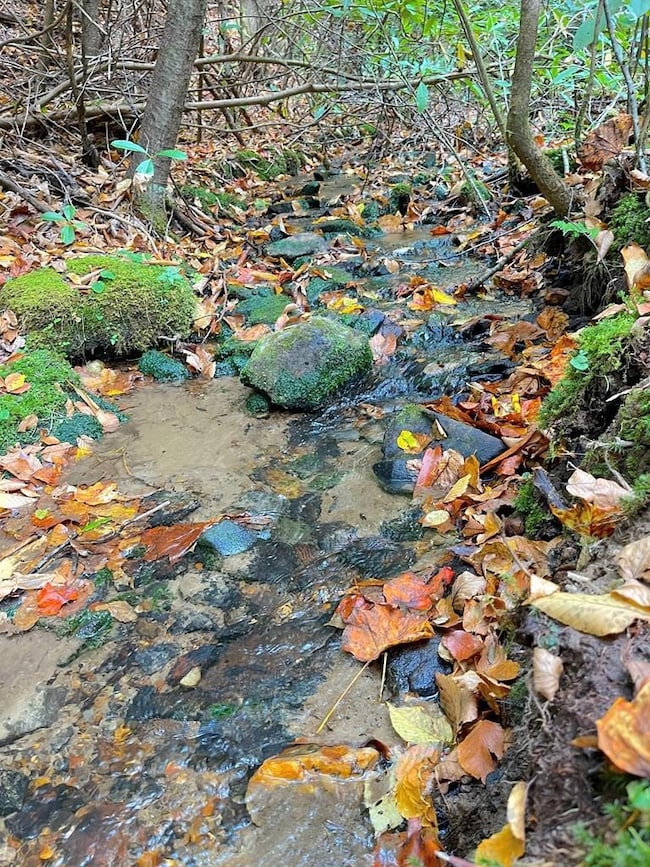 65 Acres Long Branch Rd, Topton, NC 28781 - photo 3