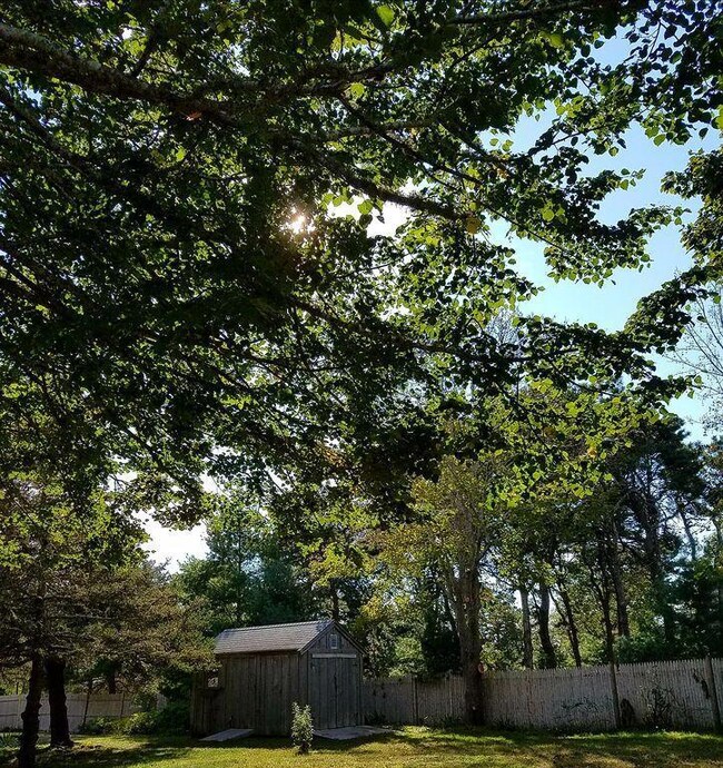 101 Back yard 4