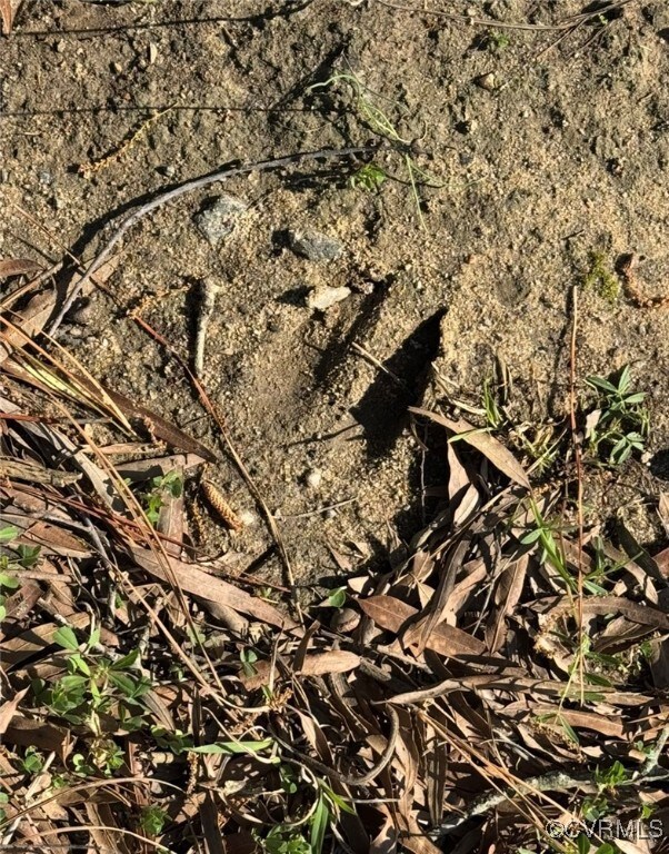 Deer tracks