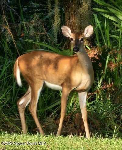 Messenger_creation_4308FFB2-AA0D-42E9-90