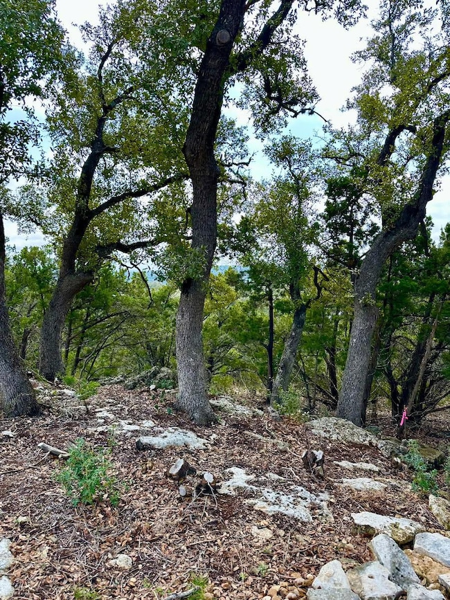 View of local wilderness