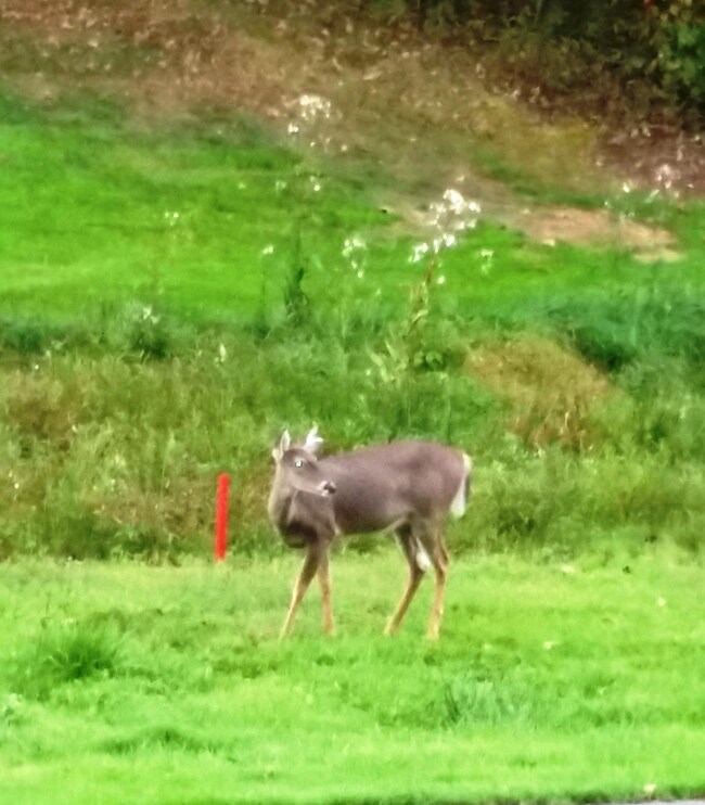 131133 Burrough Ln, Fairfield Glade, TN 38558 - photo 3