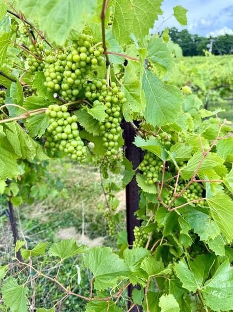 S Highway 94, Augusta, MO 63332 - photo 5