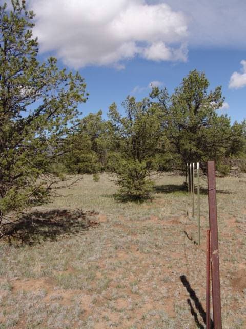 Lot 43 Morningstar Dr, Datil, NM 87821 - photo 5