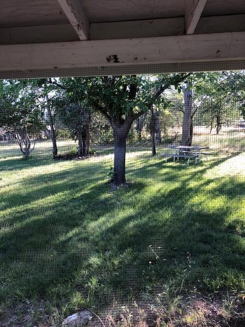 back yard
