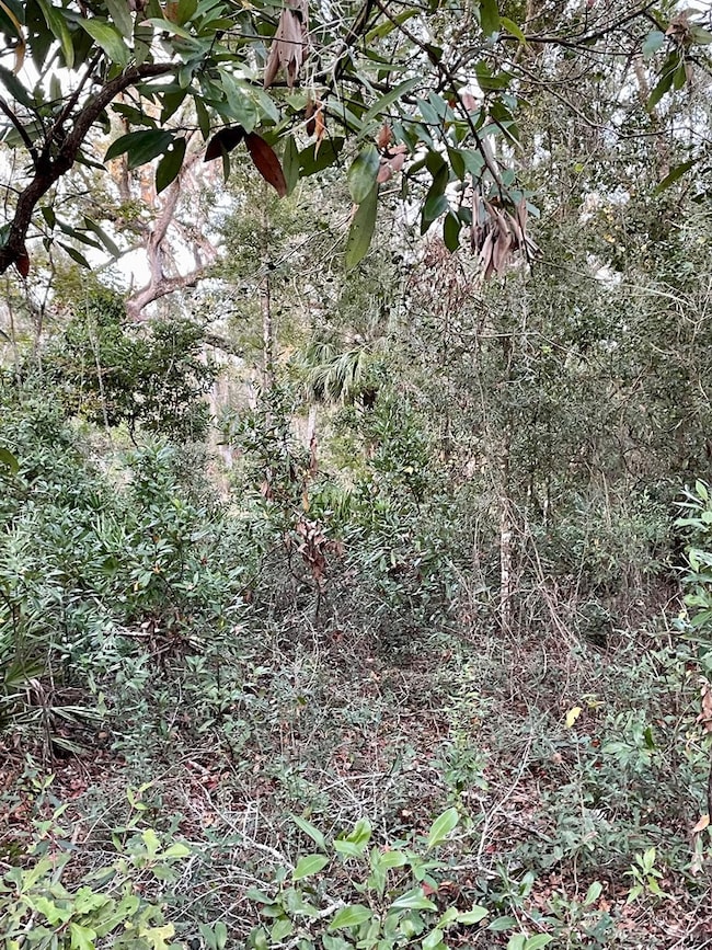 Lot 19 NE 497th St, Old Town, FL 32680 - photo 7