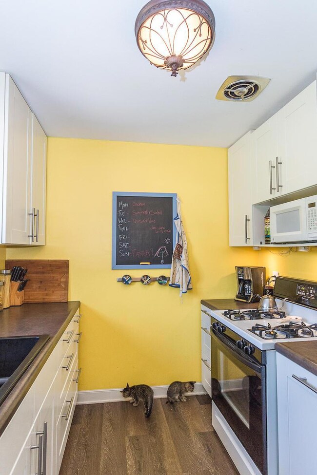Kitten kitchen