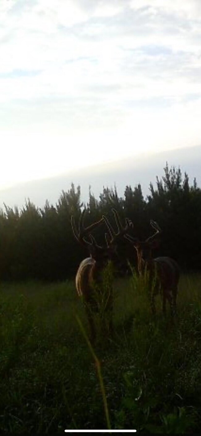 deer